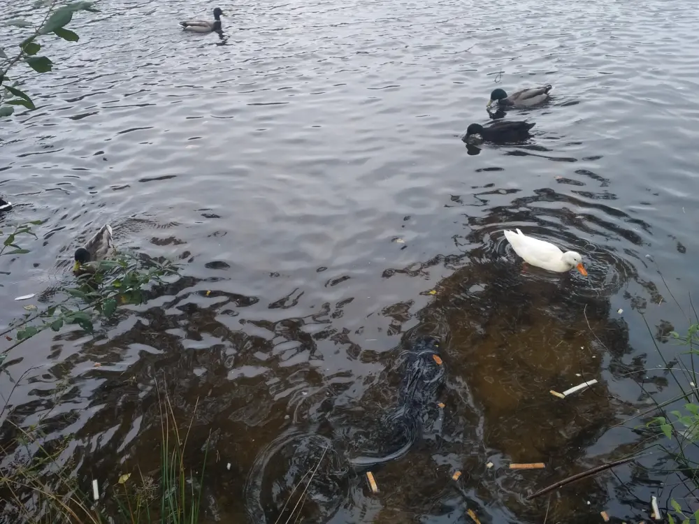 Accommodatie Stichting Het Wolders Ven in Waalre