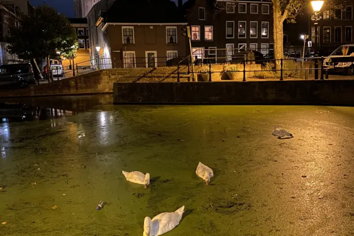 Hotel B&B Museumkwartier Schiedam in Schiedam