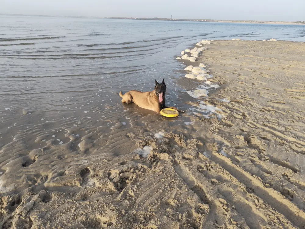 Accommodatie Beachpark in Renesse