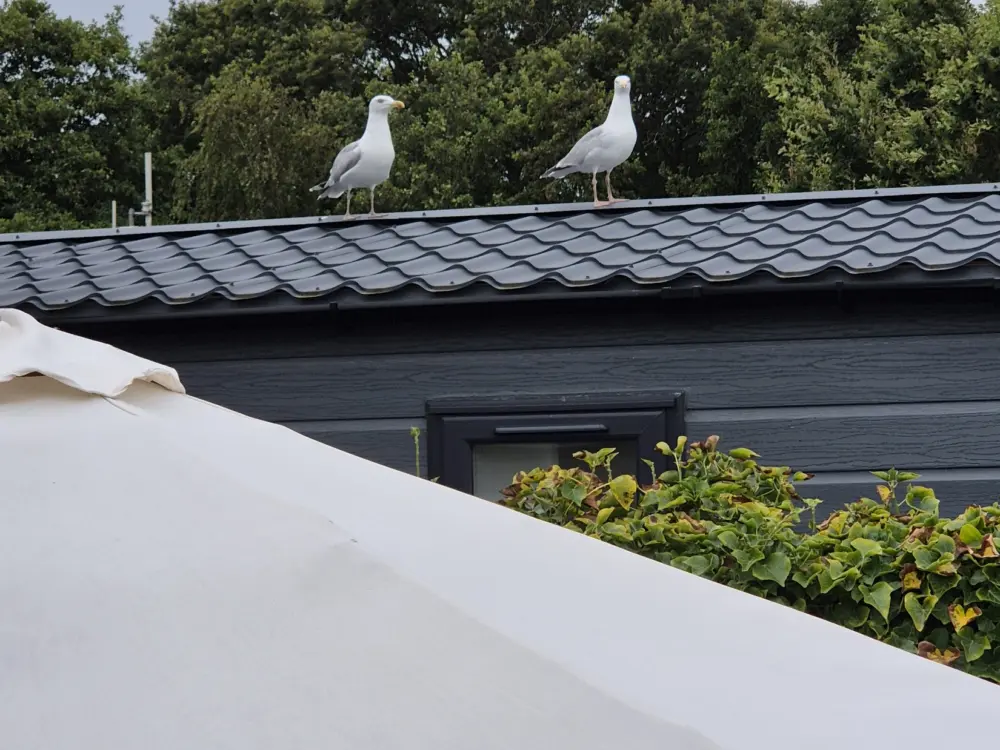 Accommodatie Chalet Emma Julianahoeve in Renesse