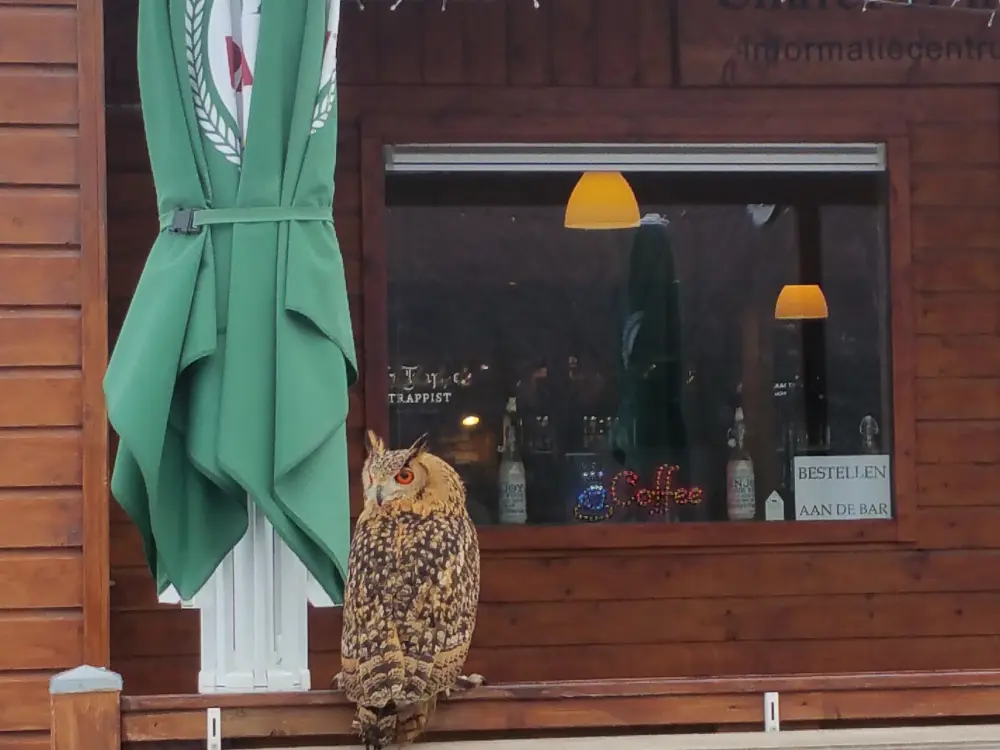 D'n Observant in Maastricht