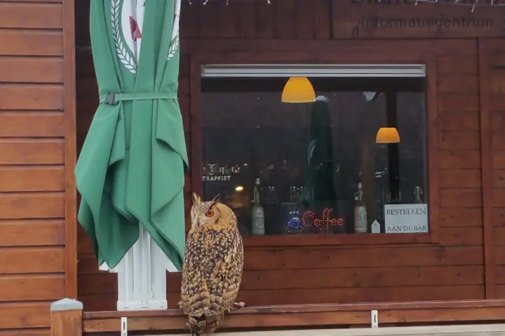 D'n Observant in Maastricht