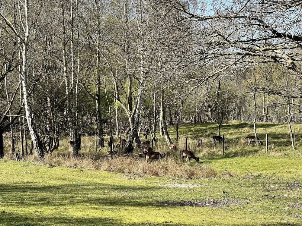 Accommodatie Duinpark Westerschouwen in Burgh-Haamstede