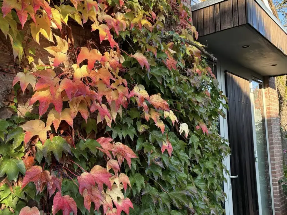 Bed & Breakfast Guesthouse Bruisdael in Sint Geertruid