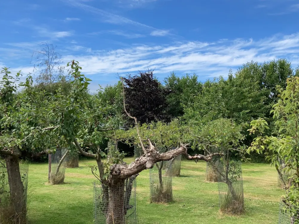 In de Boogerd | Groepsaccommodaties - Vakantiehuizen - Boomgaardcamping in Burgh-Haamstede