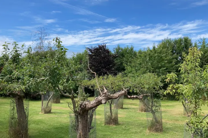 In de Boogerd | Groepsaccommodaties - Vakantiehuizen - Boomgaardcamping in Burgh-Haamstede