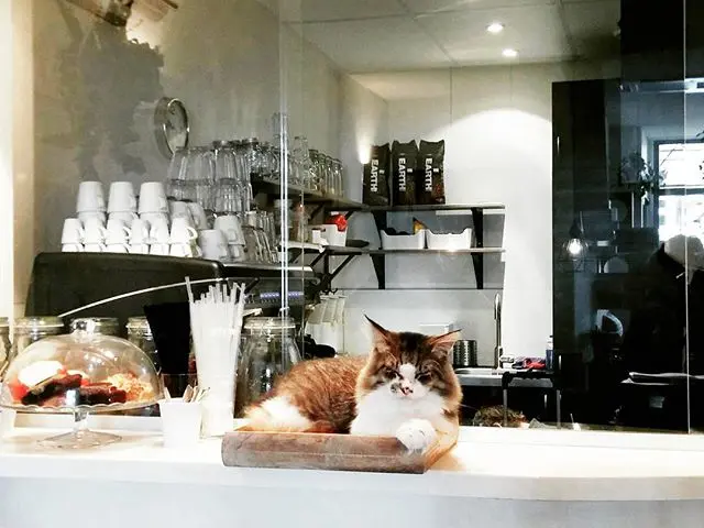 Kattencafé Op z'n Kop in Groningen