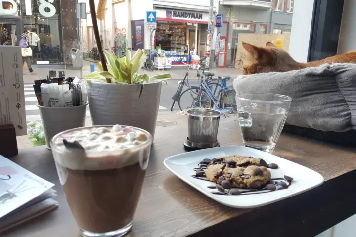 Kattencafé Op z'n Kop in Groningen