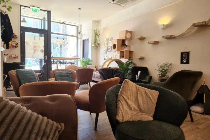 Kattencafé Op z'n Kop in Groningen