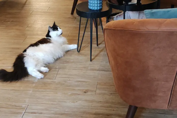 Kattencafé Op z'n Kop in Groningen