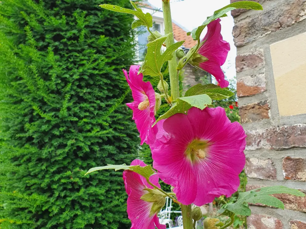 Bed & Breakfast La Cour in Maastricht