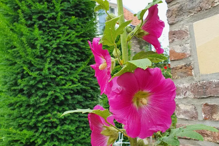 Bed & Breakfast La Cour in Maastricht