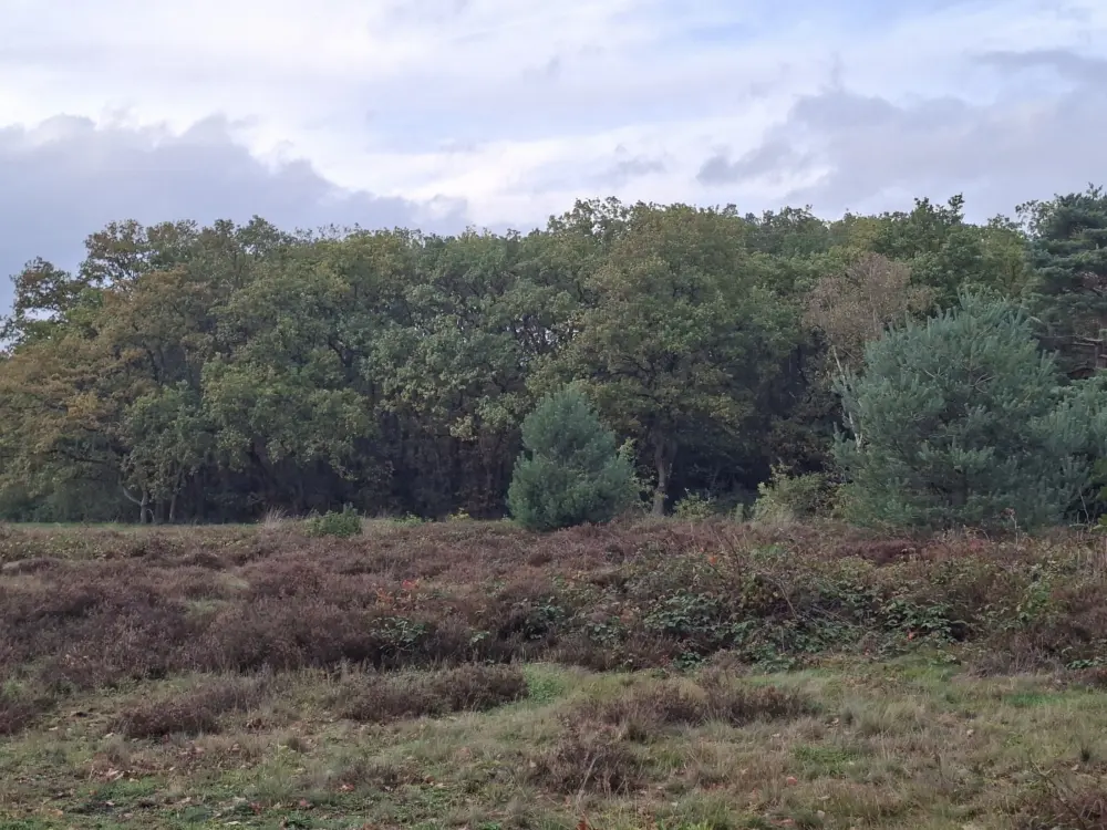 Accommodatie Merelhof 75 in Bussum
