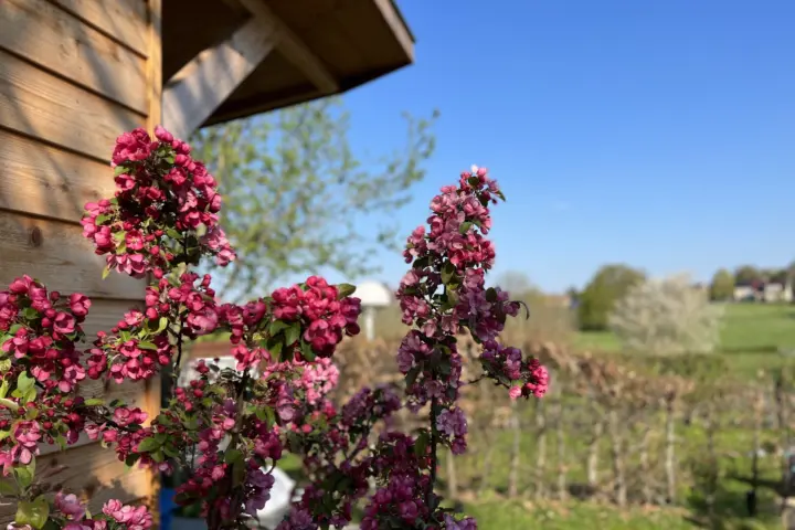 Accommodatie Natuurhuisje Banholt in Banholt