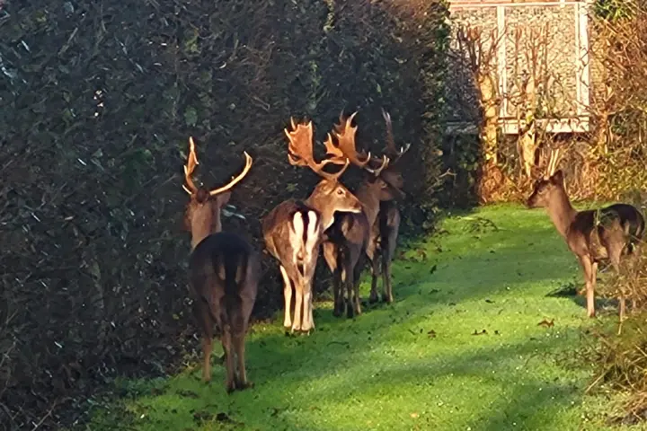 Accommodatie Schouwenverhuur in Burgh-Haamstede