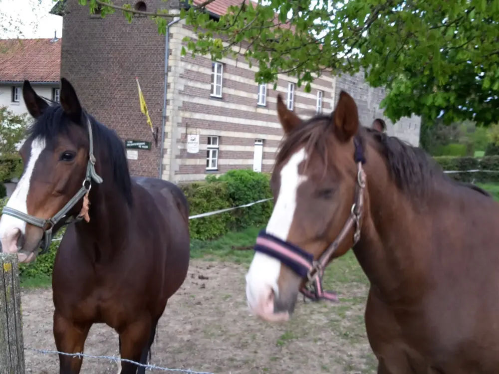 't Bakhuis in Wijlre